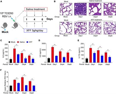 Xuanfei Formula inhibited RSV infection by normalizing the SREBP2-mediated cholesterol synthesis process